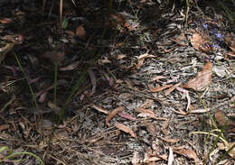 Image of Dianella nervosa R. J. F. Hend.