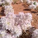 Image of Ptilotus axillaris (Benth.) F. Müll.