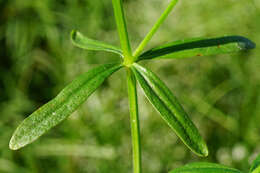 Plancia ëd Galium elongatum C. Presl