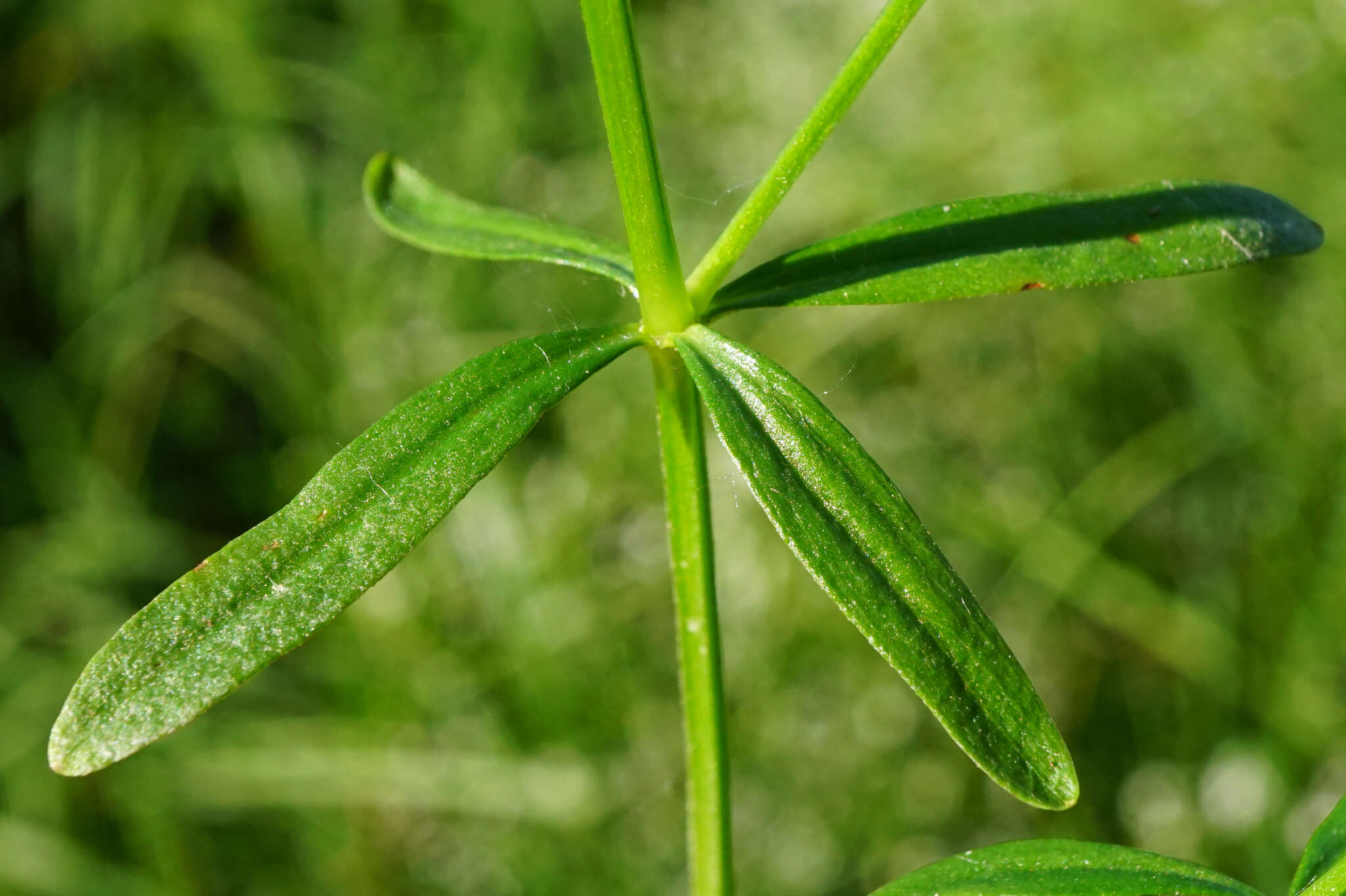 Image of Galium elongatum C. Presl