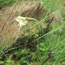 Image of Gladiolus longicollis Baker