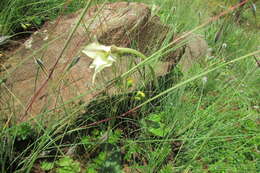 Image of Gladiolus longicollis Baker