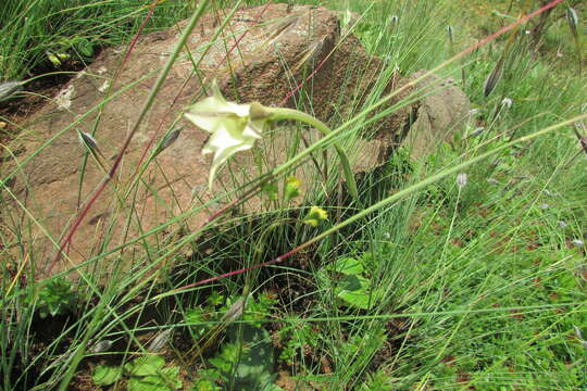 Imagem de Gladiolus longicollis Baker