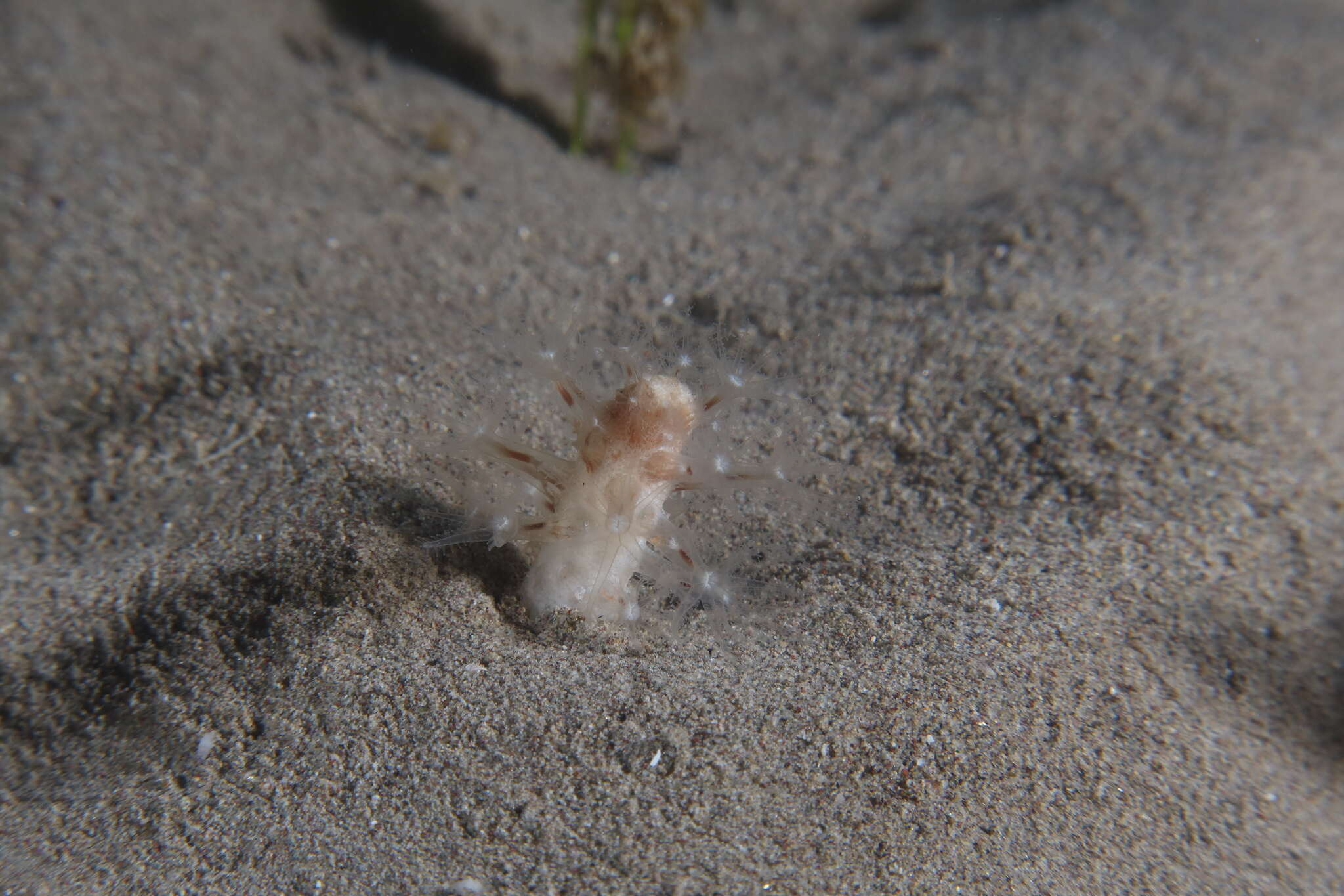 Image of Cavernularia pusilla (Philippi 1835)