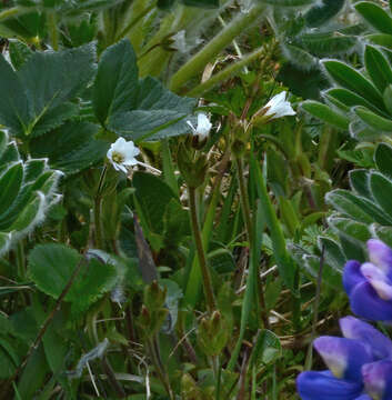 Image of Cerastium beeringianum var. grandiflorum (Fenzl) Hulten