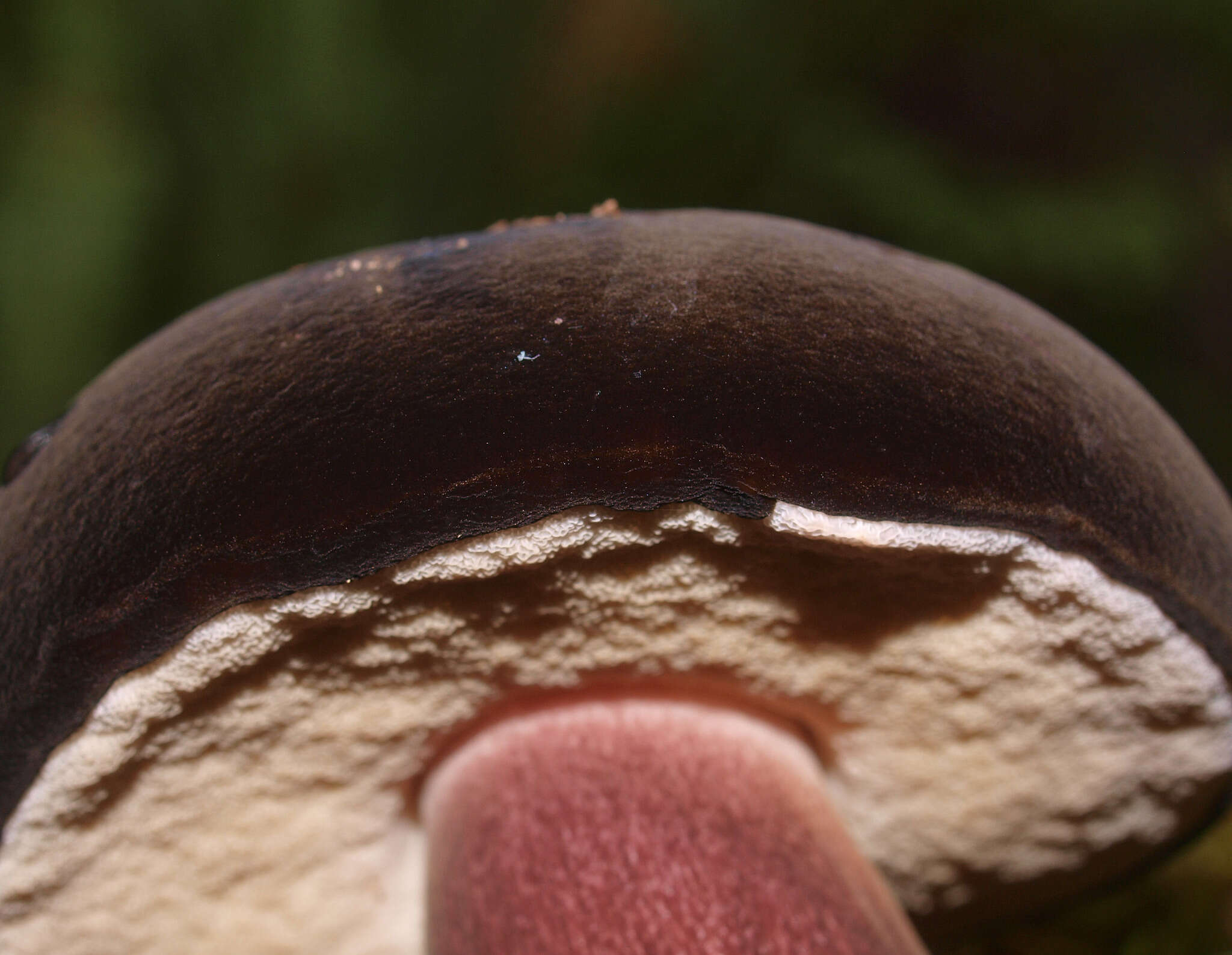 Image of Porphyrellus formosus (G. Stev.) J. A. Cooper 2014