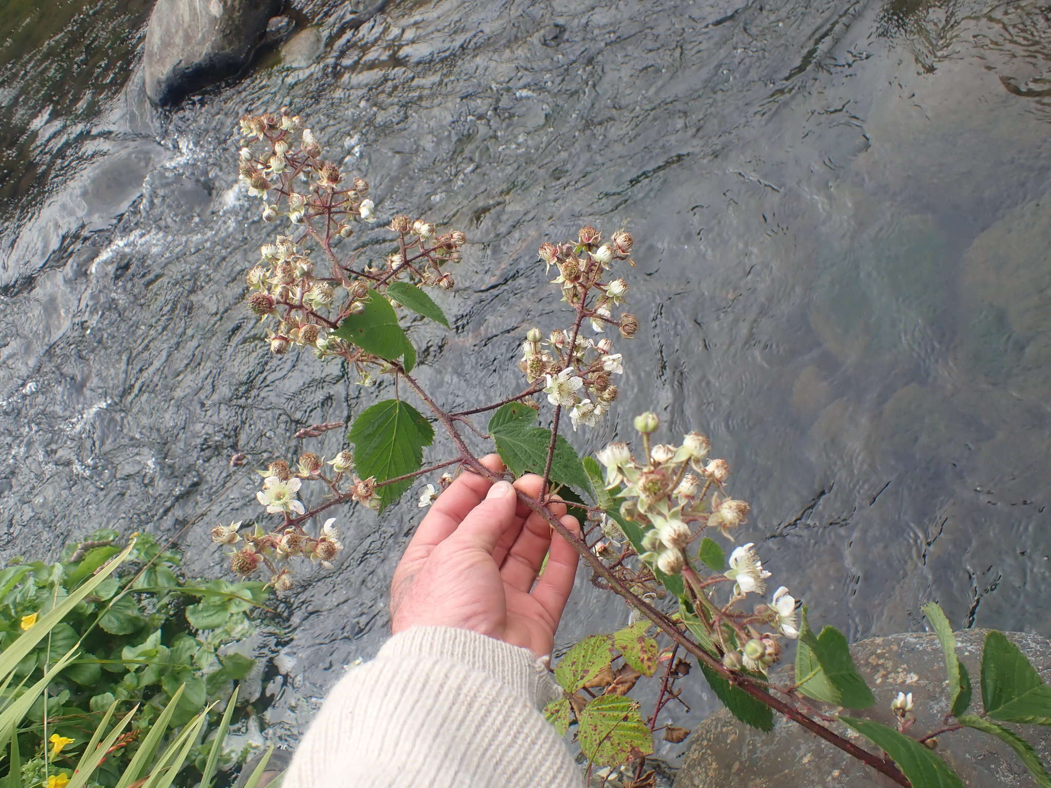 Image of Rubus erythrops E. S. Edees & A. Newton