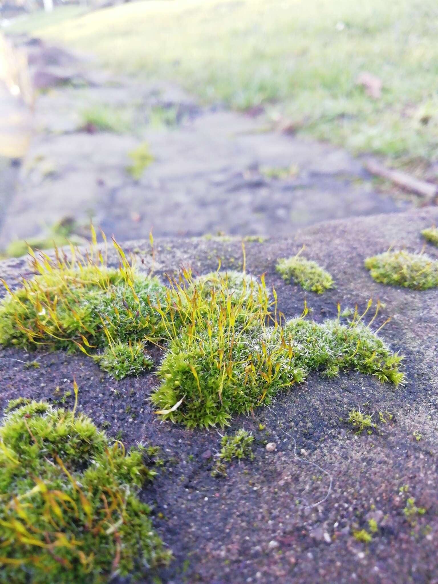 Image of tortula moss