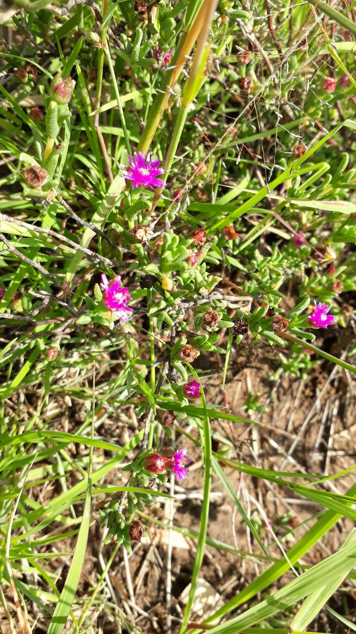 Image of Ruschia hamata (L. Bol.) Schwant.