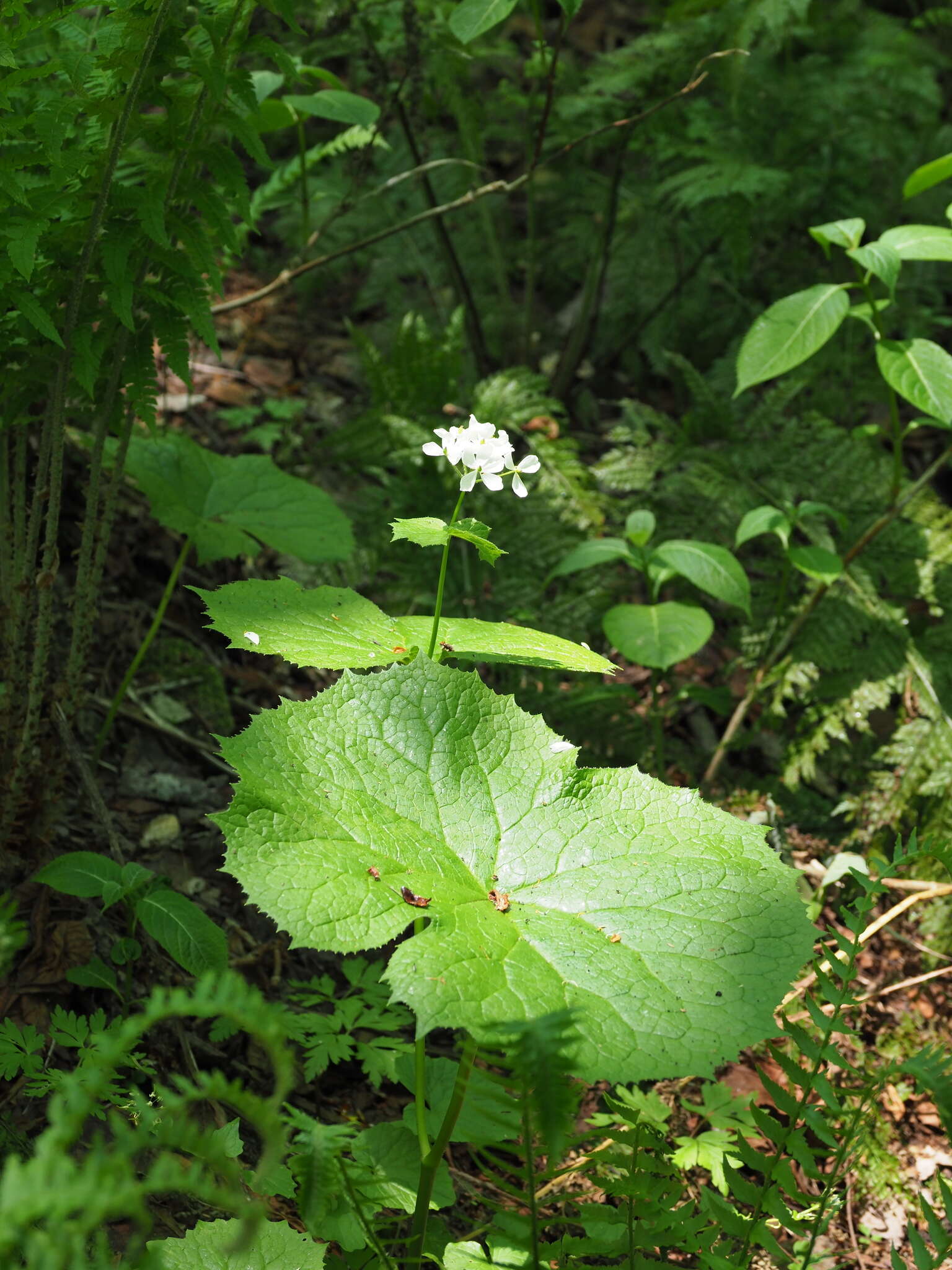 Image de Diphylleia grayi F. Schmidt