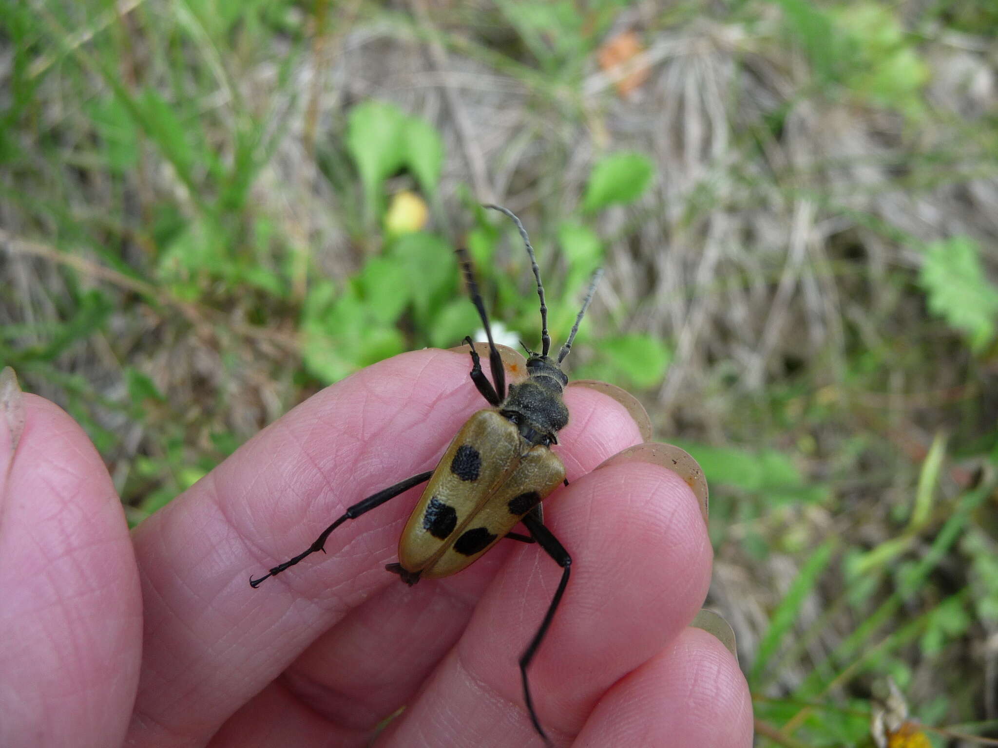 Image of Pachyta quadrimaculata (Linné 1758)