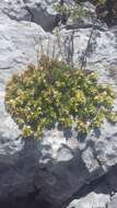 Sivun Teucrium montanum subsp. montanum kuva