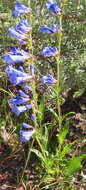 Image of blue penstemon