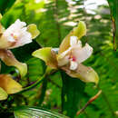 Image of Lycaste measuresiana (B. S. Williams) Oakeley