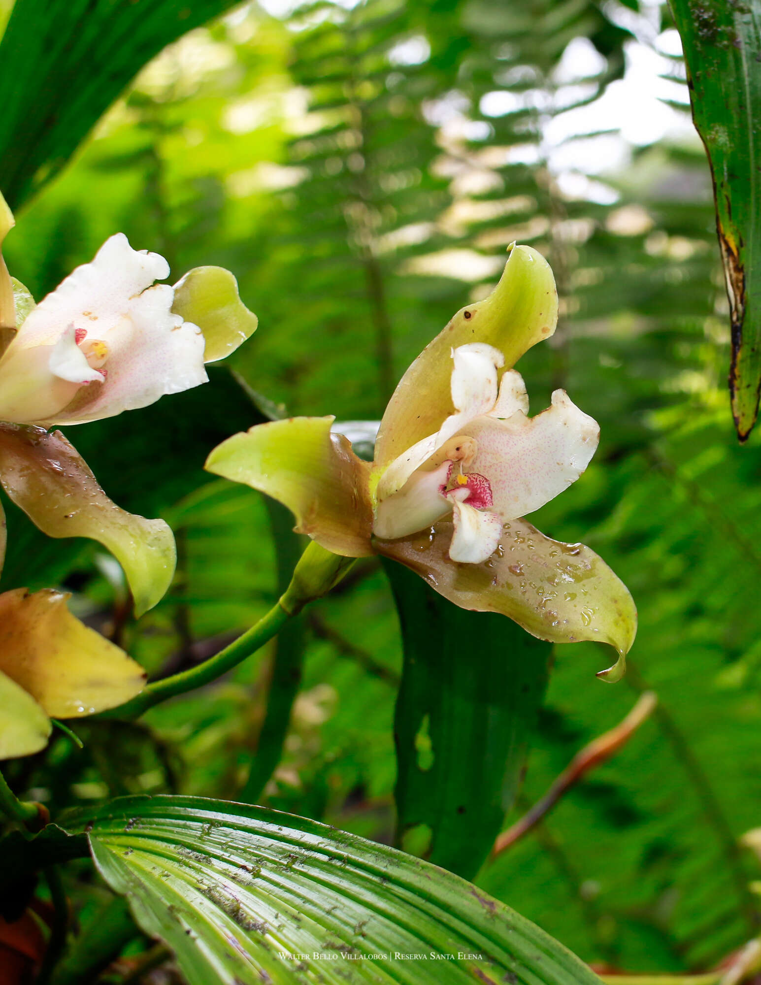 Image of Lycaste measuresiana (B. S. Williams) Oakeley