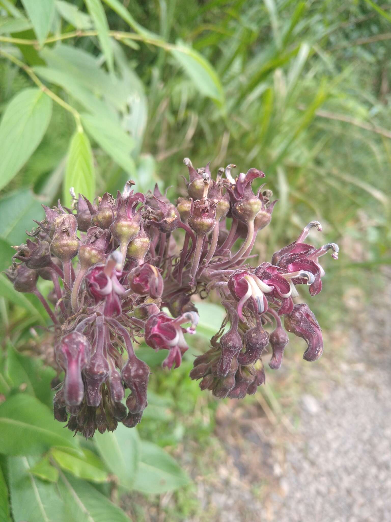 Image of Robust Lobelia