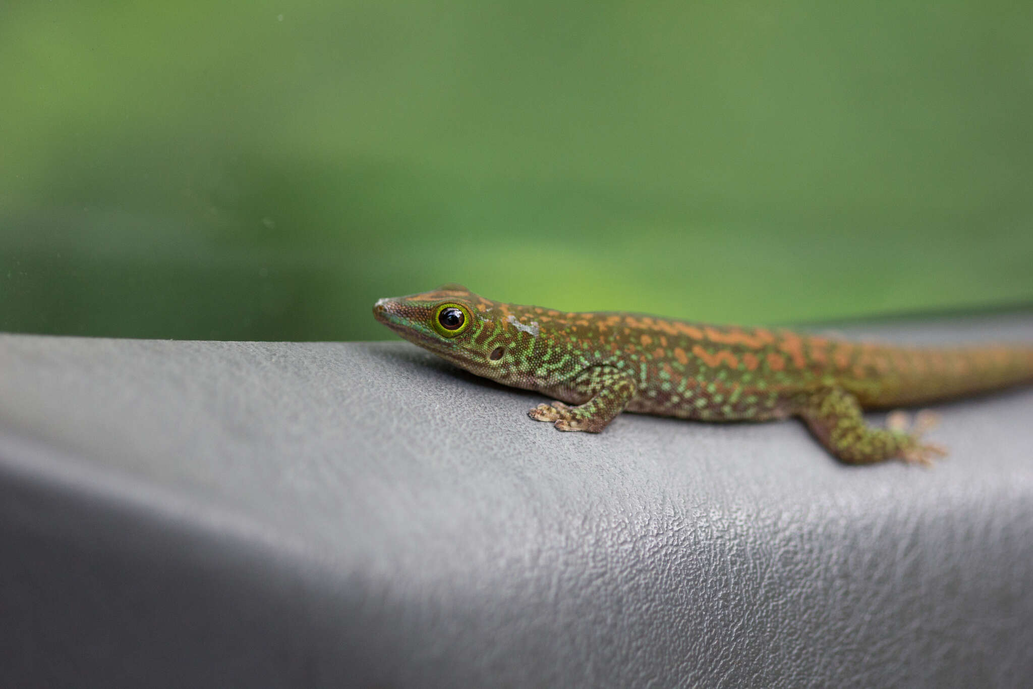 Image of Seychelles Giant Day Gecko