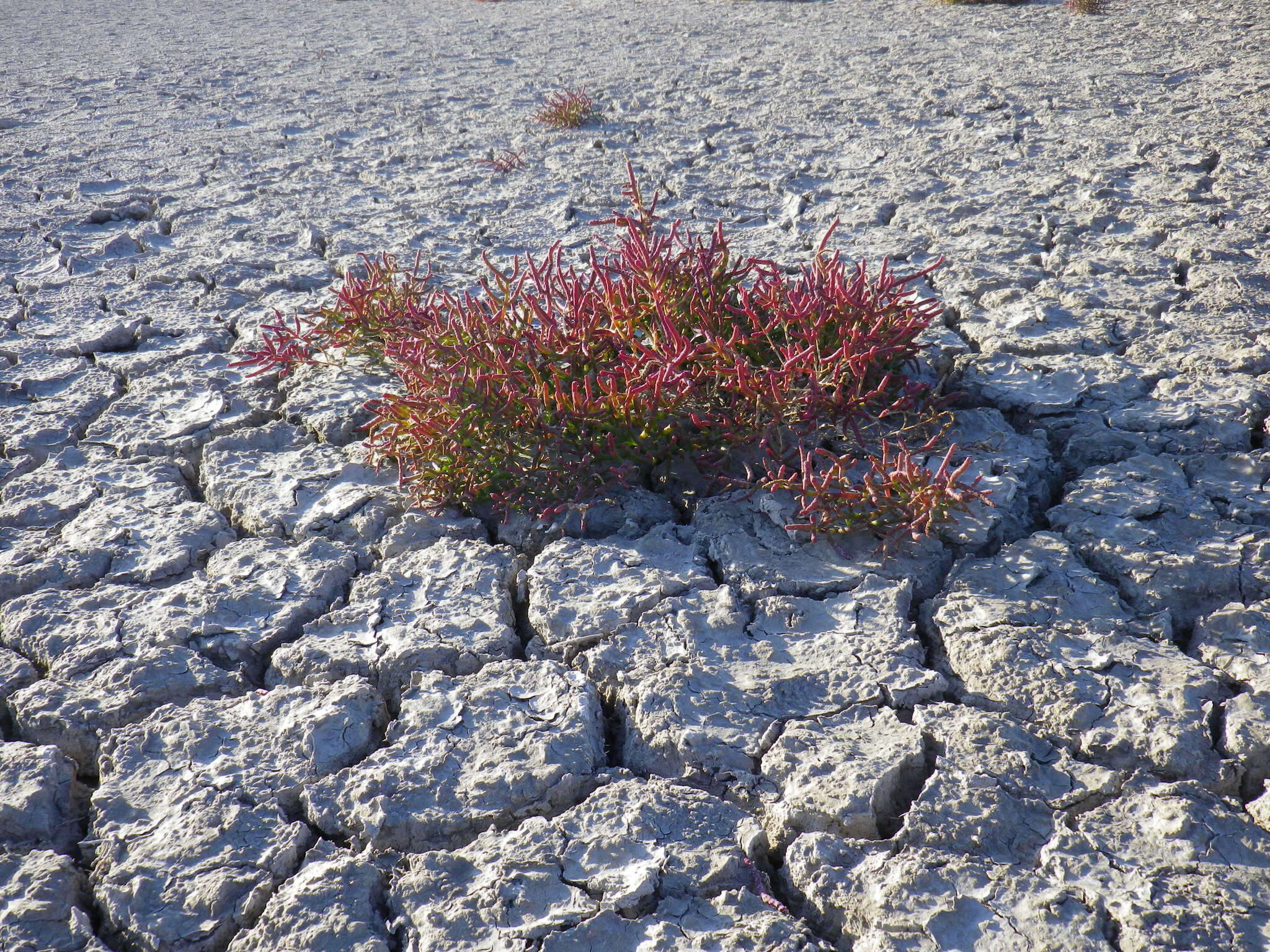 Image of Salicornia perennans Willd.