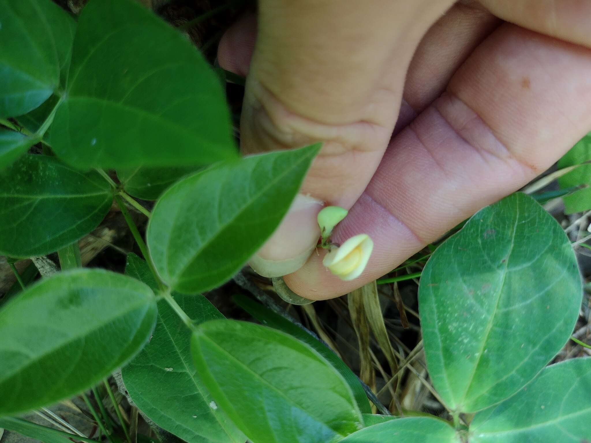 Image of Sarawak bean