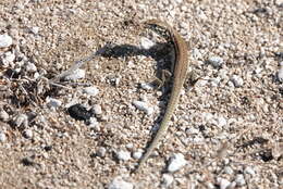 Image of Miles Wall Lizard