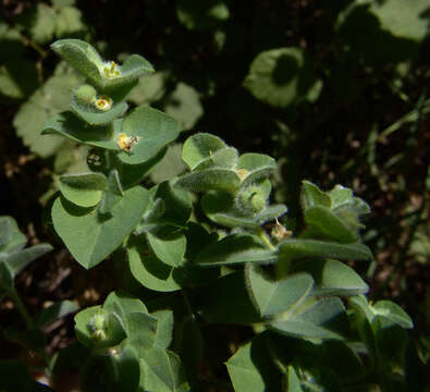 Image of Euphorbia hirsuta L.