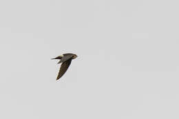 Image of Horus Swift