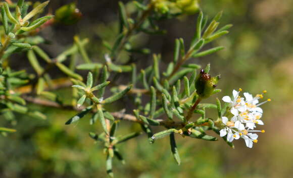 Image of Agathosma bisulca (Thunb.) Bartl. & Wendl. fil.