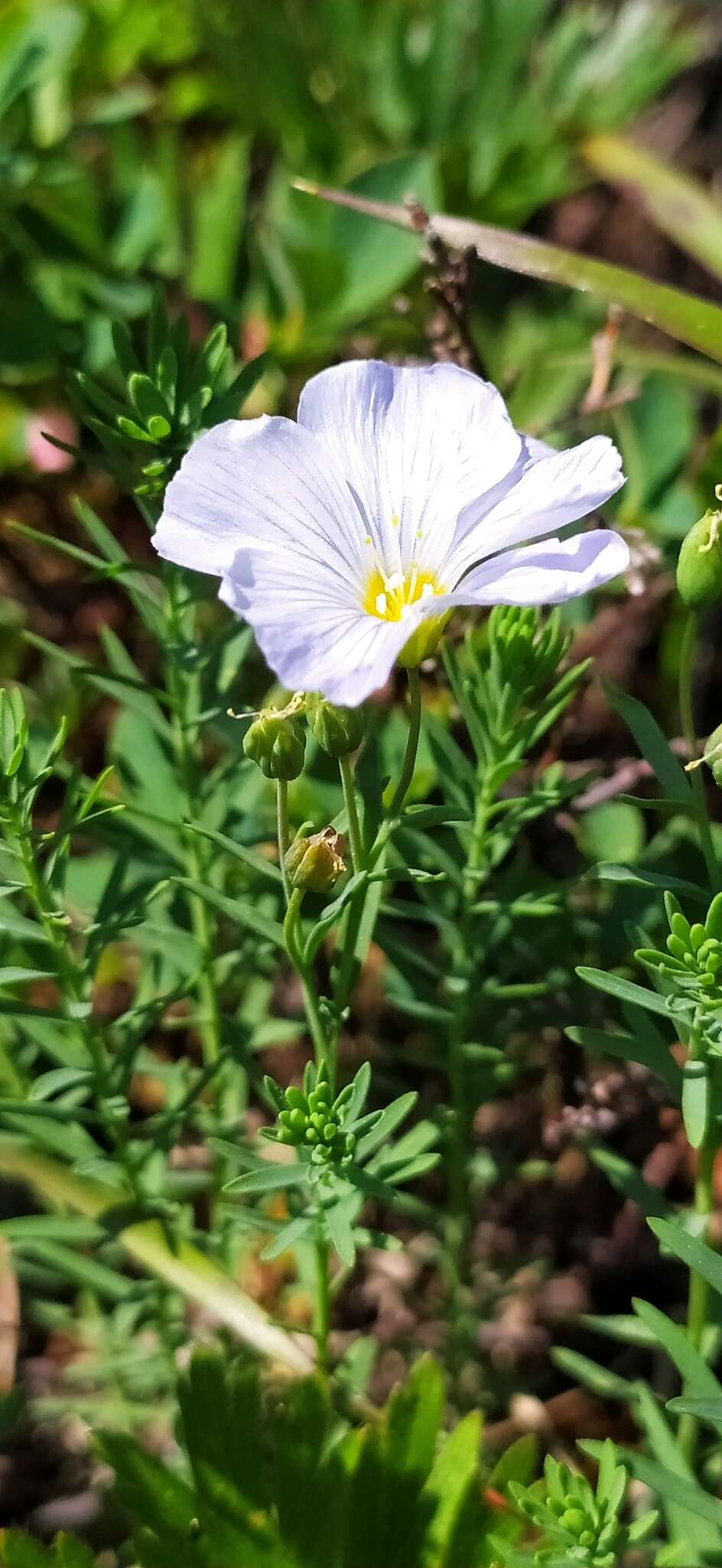 Imagem de Linum komarovii subsp. boreale (Juz.) T. V. Egorova