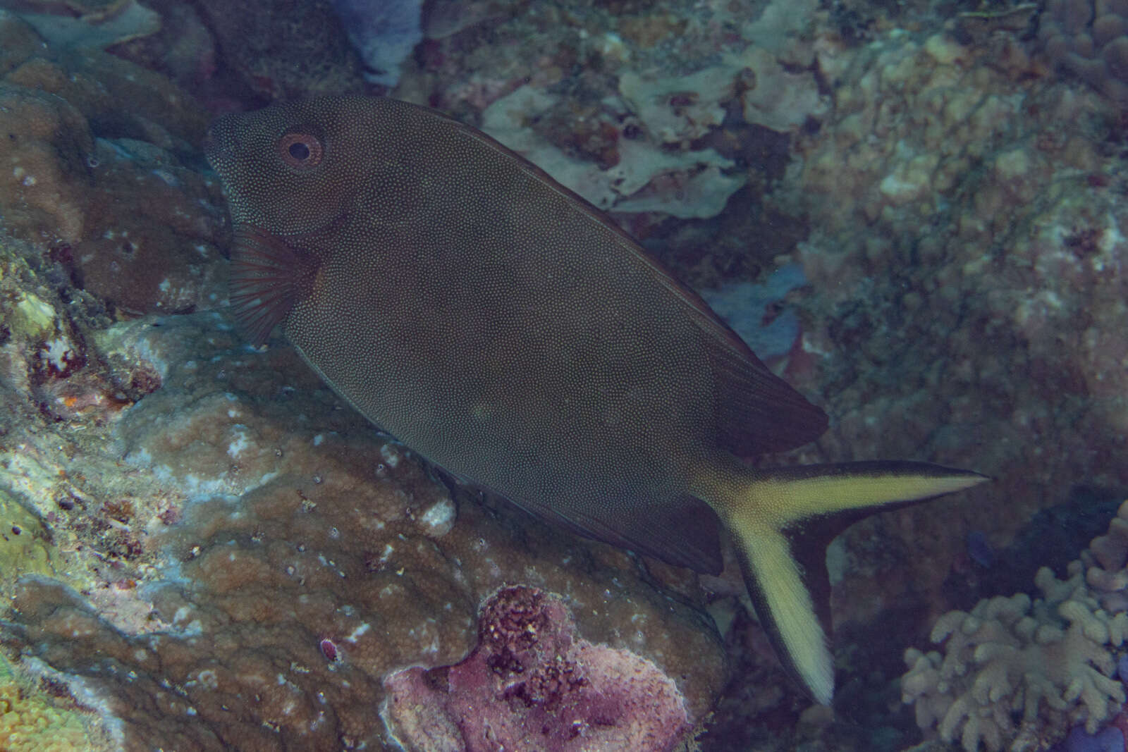 Image of Fine-spotted rabbitfish
