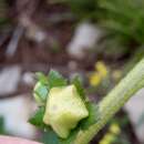 Image of Verbascum betonicifolium (Desf.) Kuntze