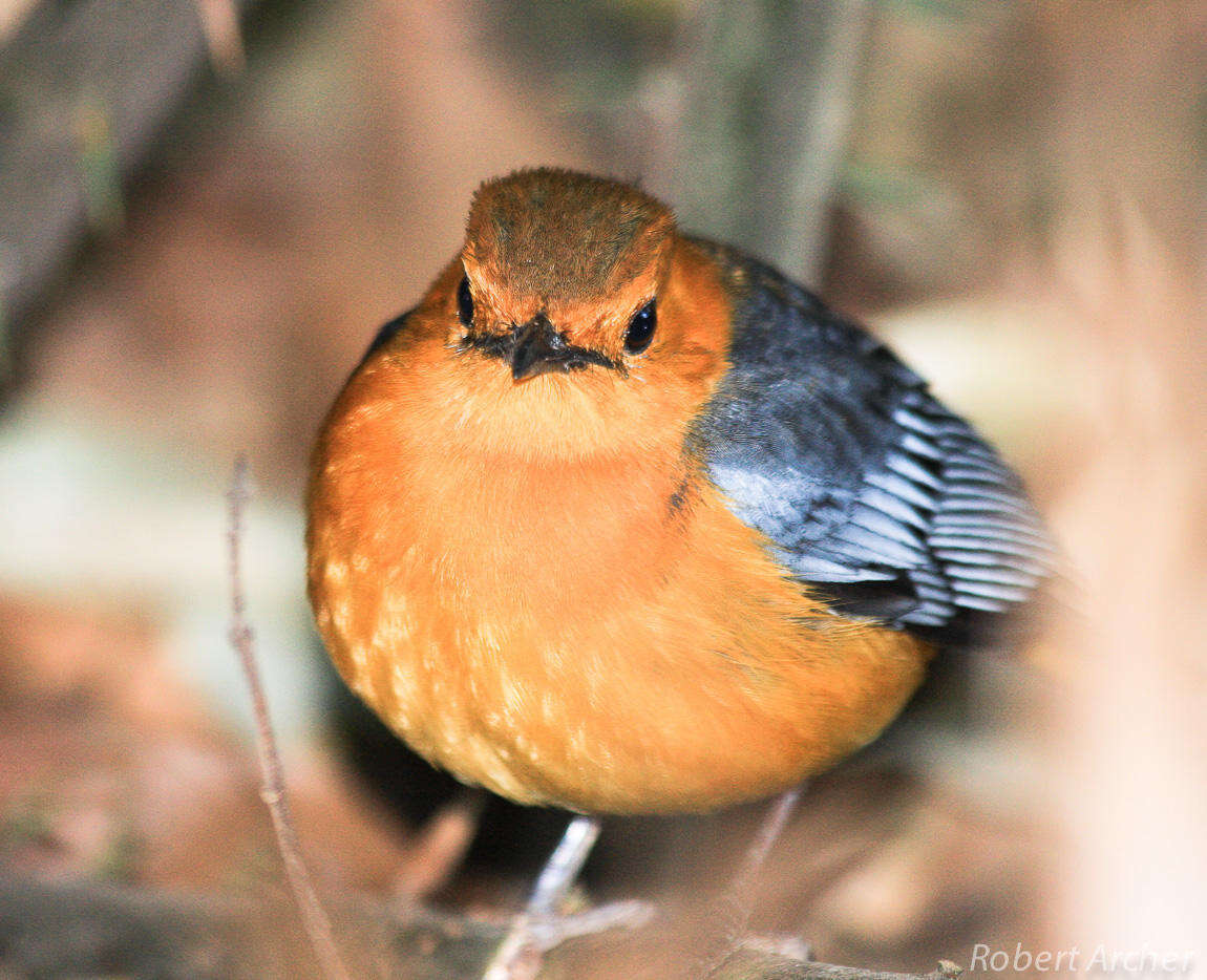 Cossypha natalensis natalensis Smith & A 1840的圖片