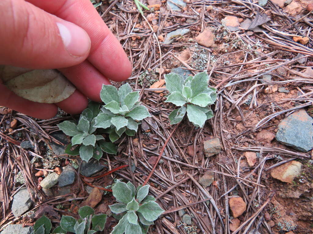 صورة Antennaria howellii subsp. neodioica (Greene) R. J. Bayer