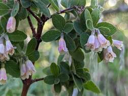 Image of Parish's snowberry