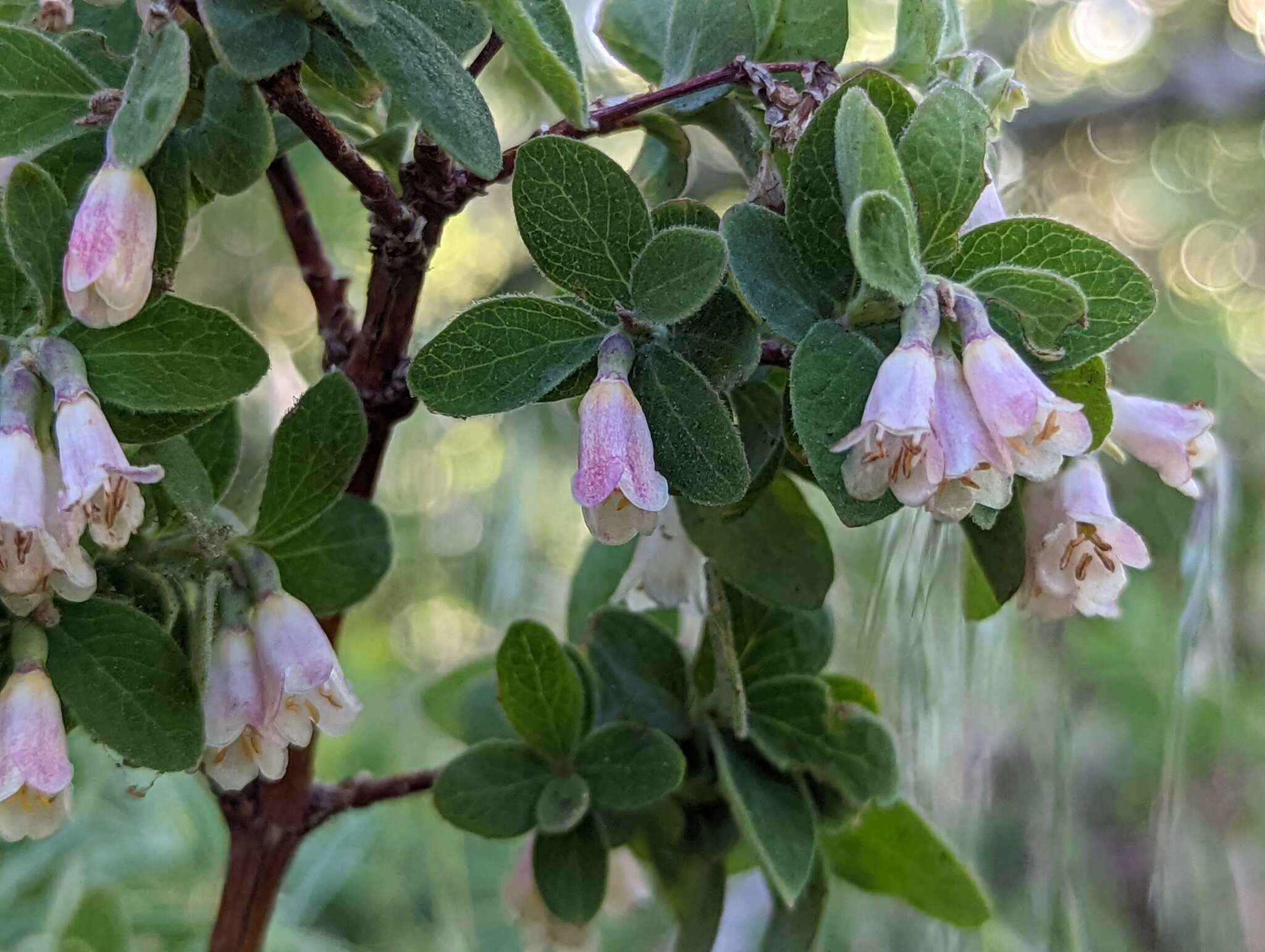 Image of Parish's snowberry