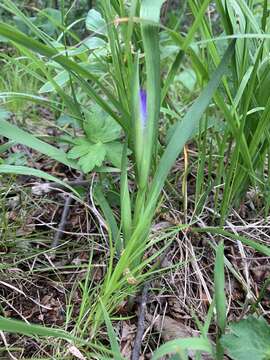 Image of Iris colchica Kem.-Nath.