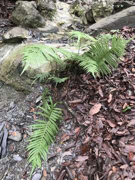 Image of Showy Maiden Fern