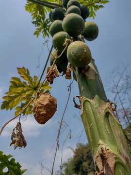 Image of luffa