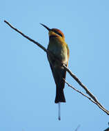 Image of Rainbow Bee-eater