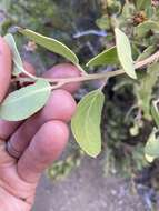 Слика од Arctostaphylos glandulosa subsp. zacaensis (Eastw.) P. V. Wells