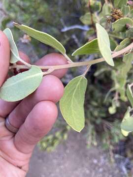 Image of Zaca manzanita