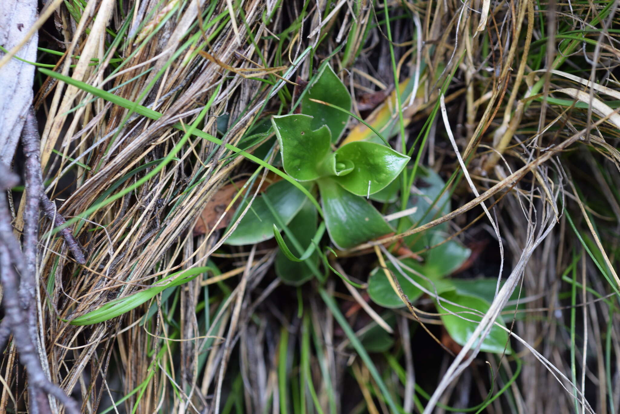 Sivun Primula glaucescens Moretti kuva