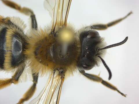 Image of Andrena gravida Imhoff 1832