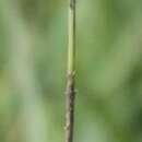 Image of Hilaria cenchroides Kunth