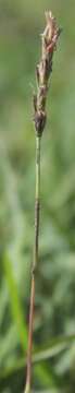 Image of Hilaria cenchroides Kunth