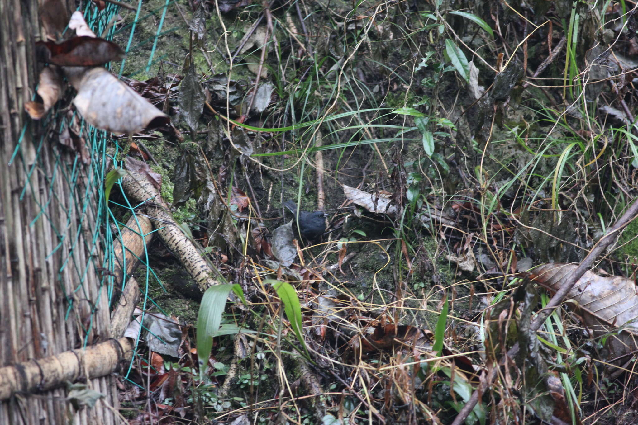 Image of Slaty Bunting