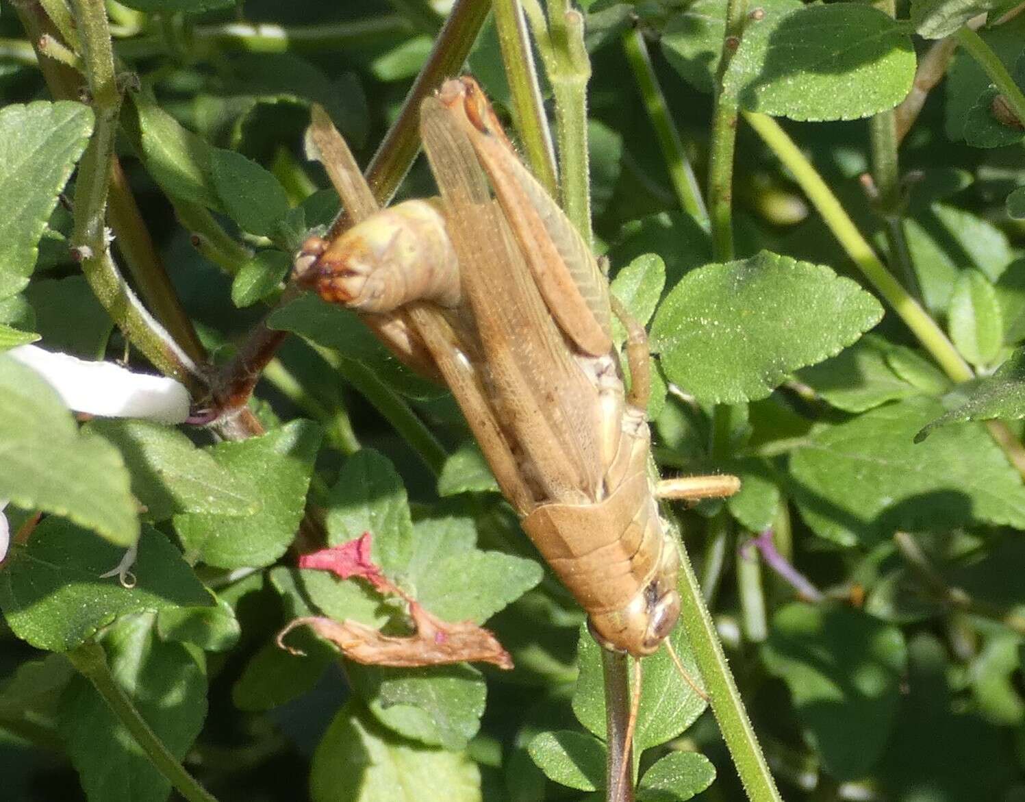 Слика од Melanoplus yarrowii (Thomas & C. 1875)