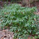 Image of Physalis leptophylla Robinson & Greenm.