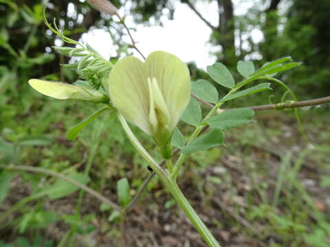 Sivun Vicia hybrida L. kuva