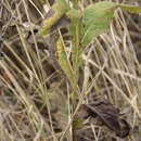 Image of Inula thapsoides (M. Bieb.) Spreng.