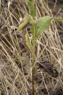 Inula thapsoides (M. Bieb.) Spreng. resmi